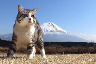 猫咪漫步,富士山