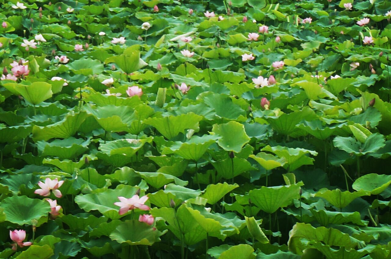 风景宜人,夏天朵朵盛开的荷花 - 堆糖,美图壁纸兴趣社区