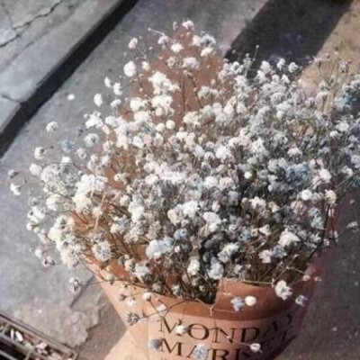 满天星 花 头像 壁纸