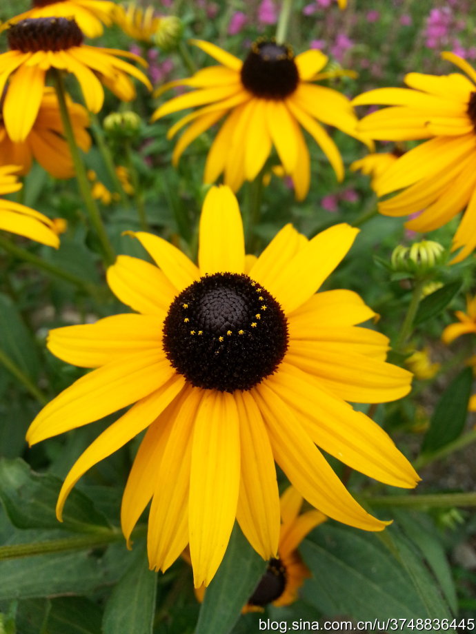 石之若璞 花事 夏日觅花影 中文学名 黑心菊 拉丁学名 Rudbeckia Hirta L 别称 黑心金光菊 黑眼菊 桔梗目campanulales 菊科