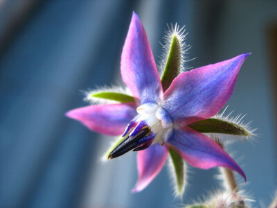 琉璃苣的花卉花语:勇气 形态特征: 为1年生草本植物,株高可达120厘米.