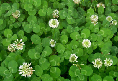 爱尔兰国家的象征是白色酢浆草, 这种植物也叫做天蓝或三叶苜蓿花.