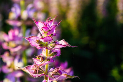 紫苏 别名赤苏,白苏,香苏等,为唇形科紫苏属一年生草本植物,高60—120