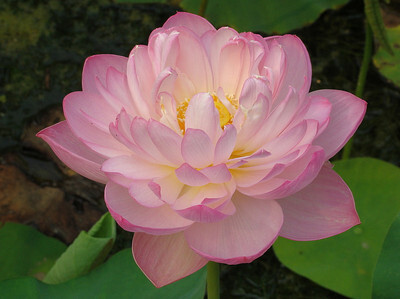 在佛教问世后,佛教徒也采取了以莲花为佛教的主要象征.