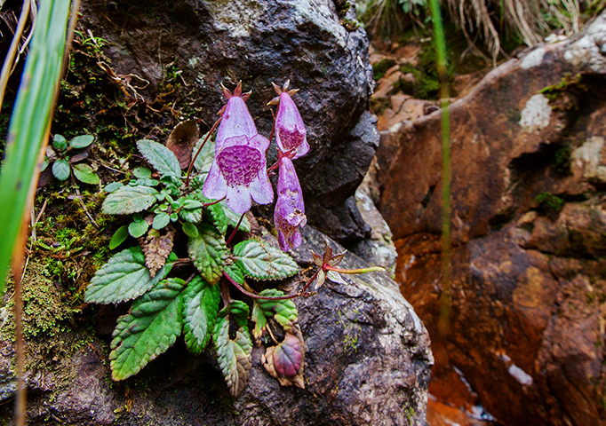 briggsia chienii 浙皖粗筒苣苔,苦苣苔科粗筒苣苔属.