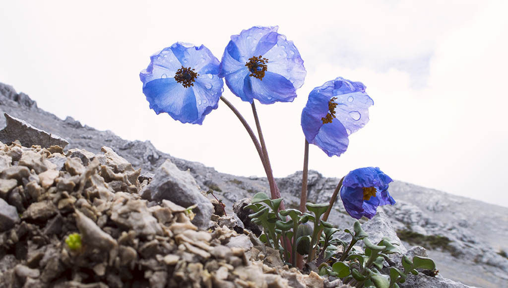 meconopsis venusta 秀丽绿绒蒿,罂粟科绿绒蒿属.