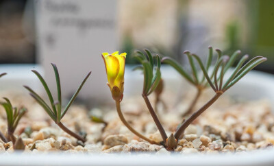 oxalis namaquensis ,酢浆草科酢浆草属.