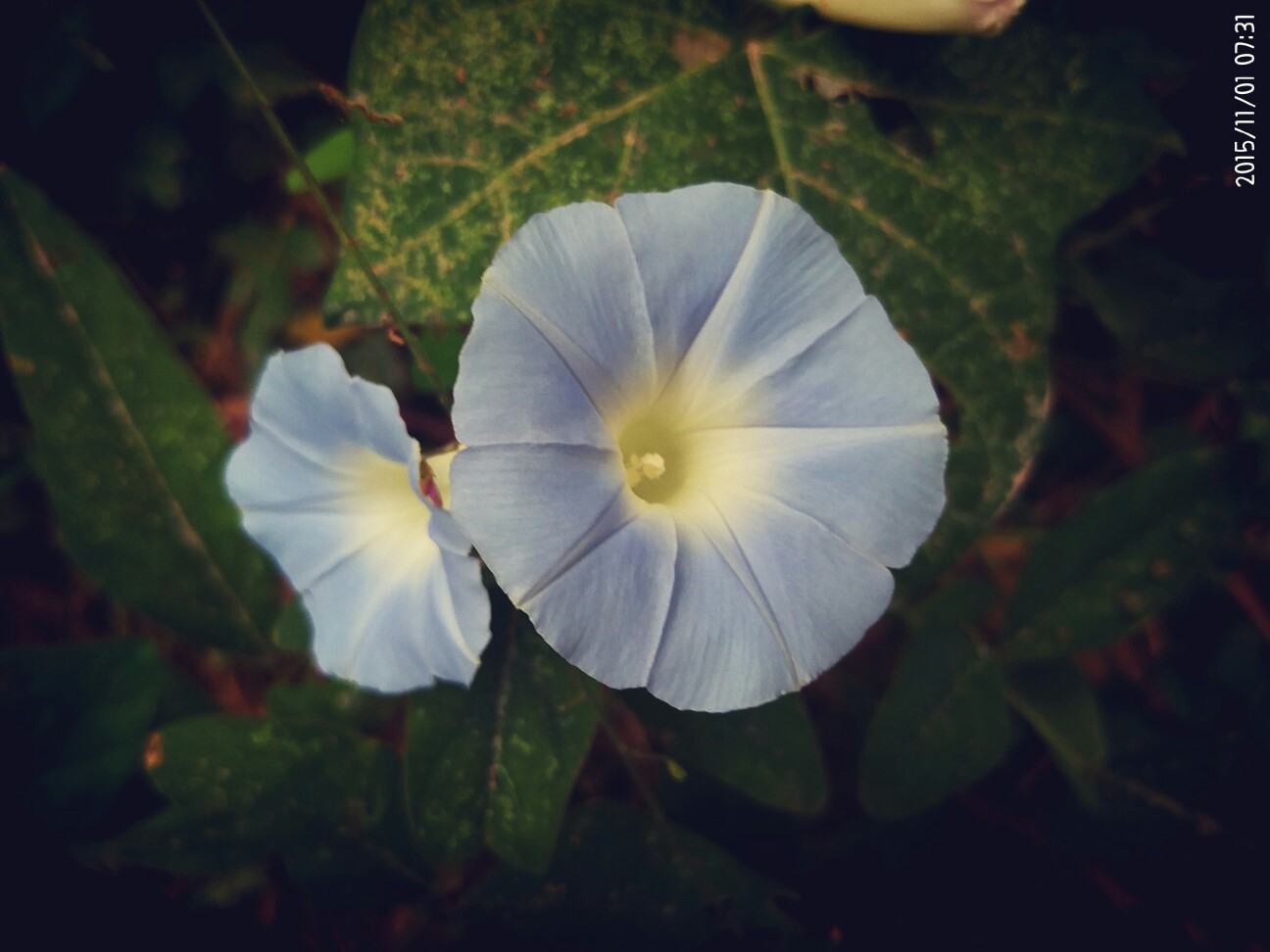 夕颜 牵牛花,淡淡的天蓝色,一种明媚的忧伤