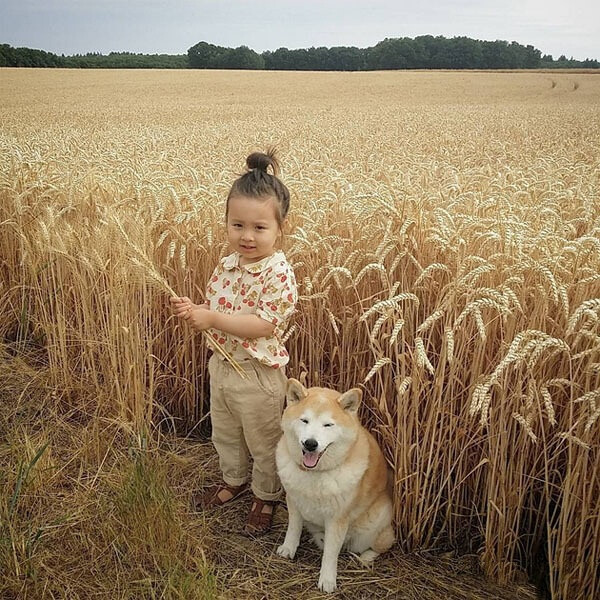 小萝莉 柴犬 宝宝 萌宝 娃娃 小孩 狗狗 宠物 儿童 萝莉 卖萌 可爱