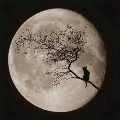 你看那天上的月亮,一旦圆满了,马上就要亏厌;树上的果子,一旦熟透了