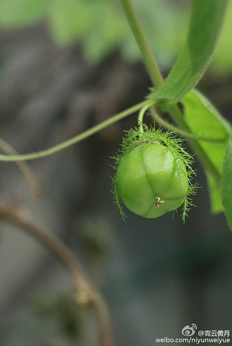 龙珠果passiflora foetida