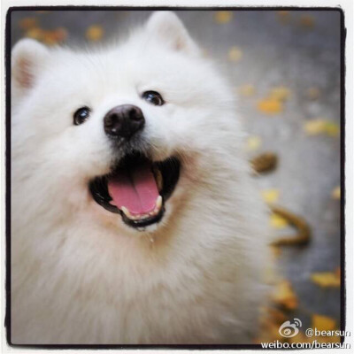 毛毛狗