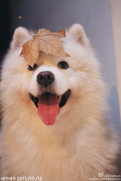 毛毛狗