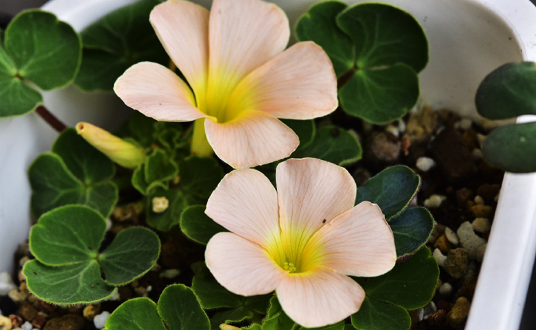 tomentosa 绒毛丽花酢浆草,酢浆草科酢浆草属.