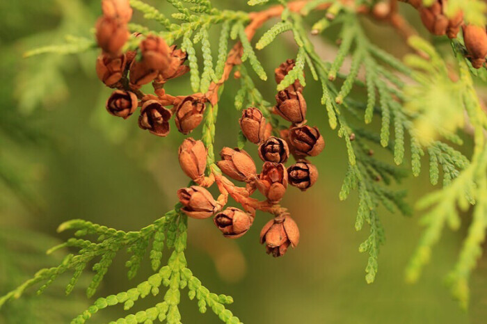 thuja occidentalis 北美香柏 ,柏科崖柏属.