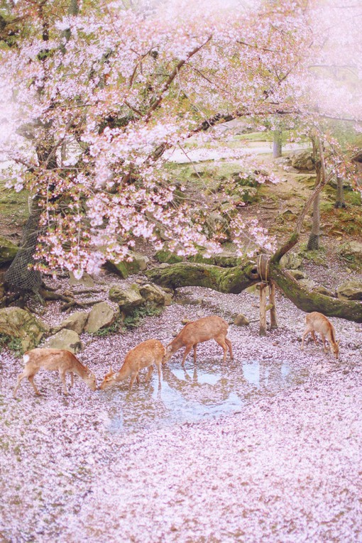 樱花