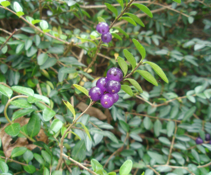 lonicera nitida'maigrun)为忍冬科忍冬属的植物,匍枝亮叶忍冬系园艺