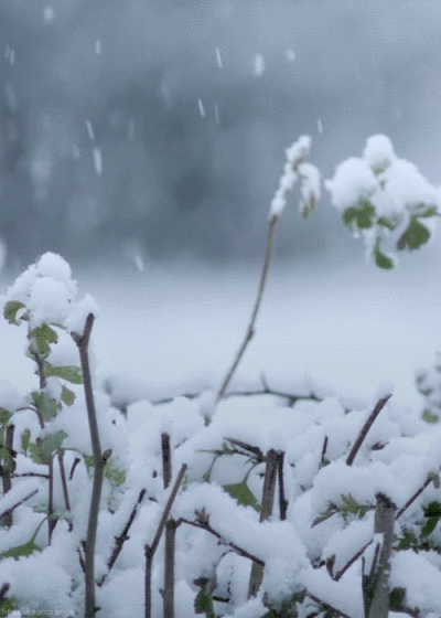 你看,下雪了.