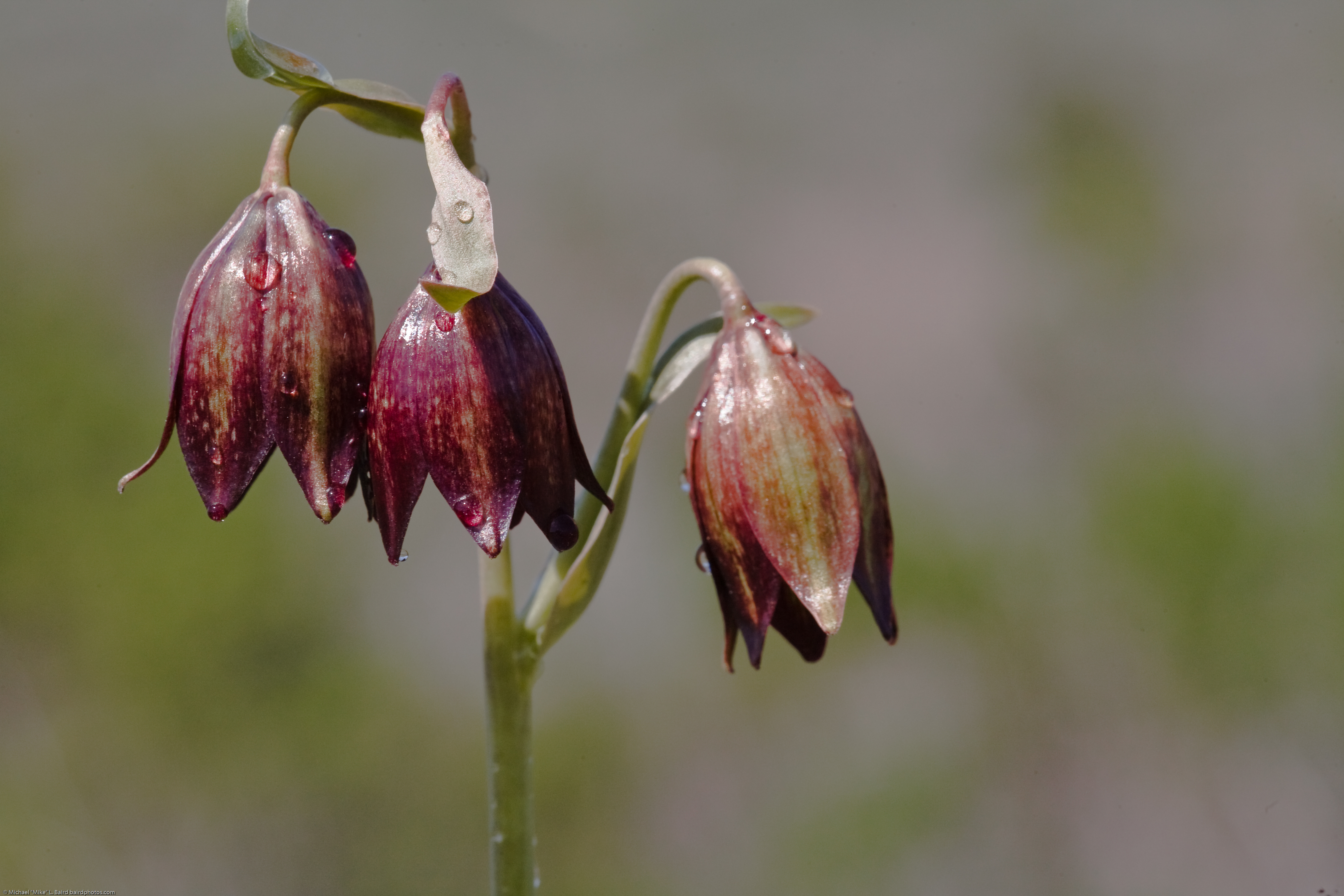 fritillaria biflora,贝母属.