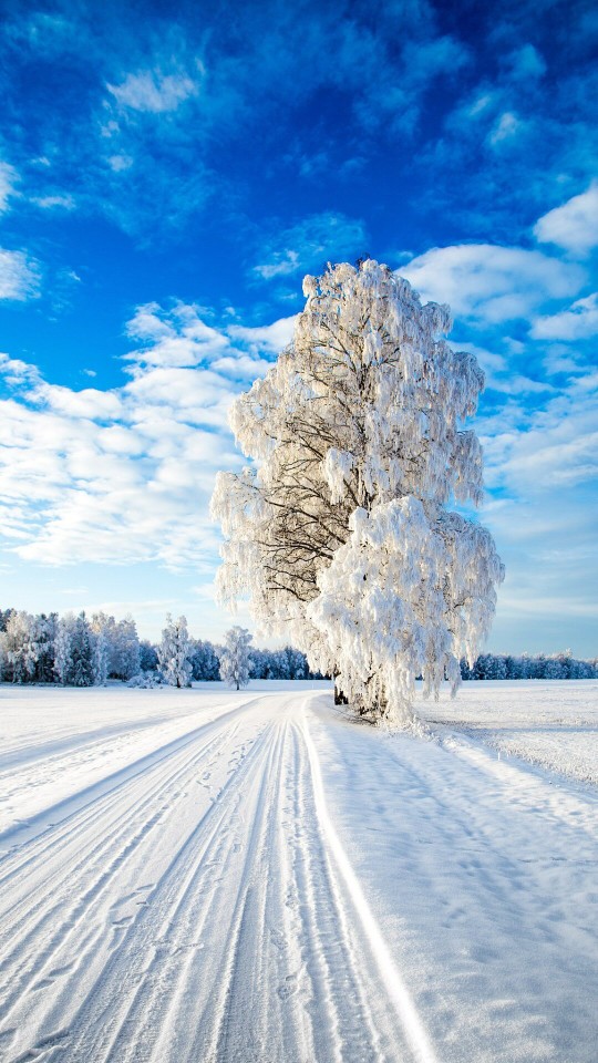 唯美雪景壁纸锁屏清新白色 堆糖 美图壁纸兴趣社区