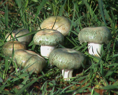 青头菌，生长在松树或针叶林、阔叶林或混交林地，每年夏秋季为生长期，雨后产量多。均以成对形式出现，深林中只要发现一朵，在不超出一米范围内必定能发现另一朵，子实体中等至稍大。菌柄长中实或内部松软，可食用，…