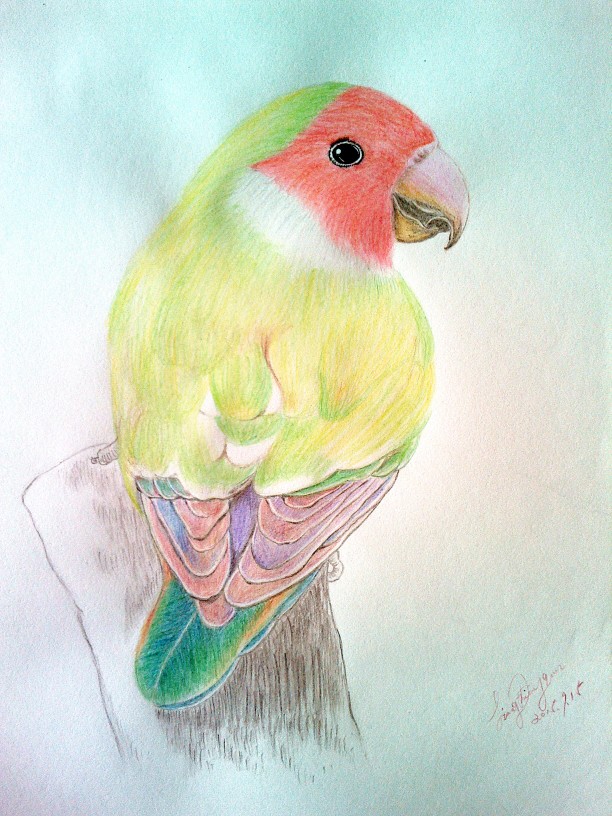鹦鹉(彩色铅笔画)