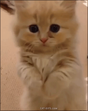 小奶猫 - 堆糖,美图壁纸兴趣社区