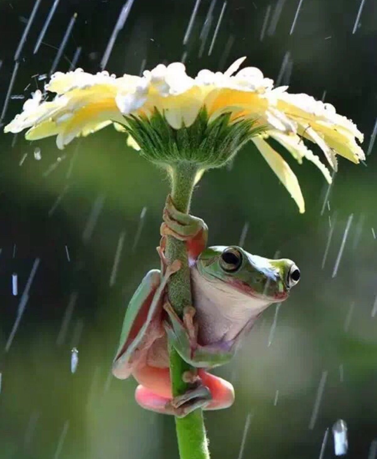 风雨中倔强的小蜗牛—动物图片—美图美秀