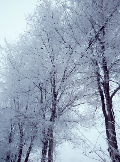 东北雪景图#2015n12y