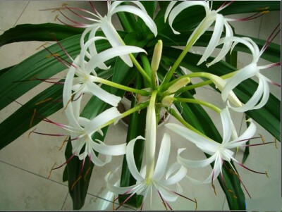 文殊兰(一般指亚洲文殊兰,拉丁学名:crinum asiaticum,别称文珠兰