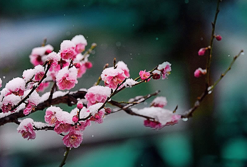 不知庭霰今朝落,疑是林花昨夜开