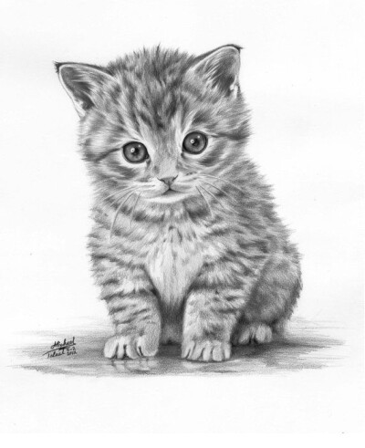 猫咪素描 来源于pinterest