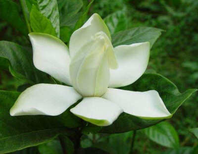 栀子花(学名:gardenia jasminoides),又名栀子,黄栀子,龙胆目茜草科.