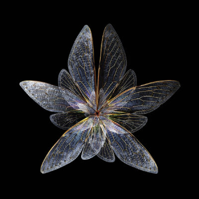 来自巴黎艺术摄影师seb janiak 的最新作品,他把昆虫翅膀拍得有如盛开