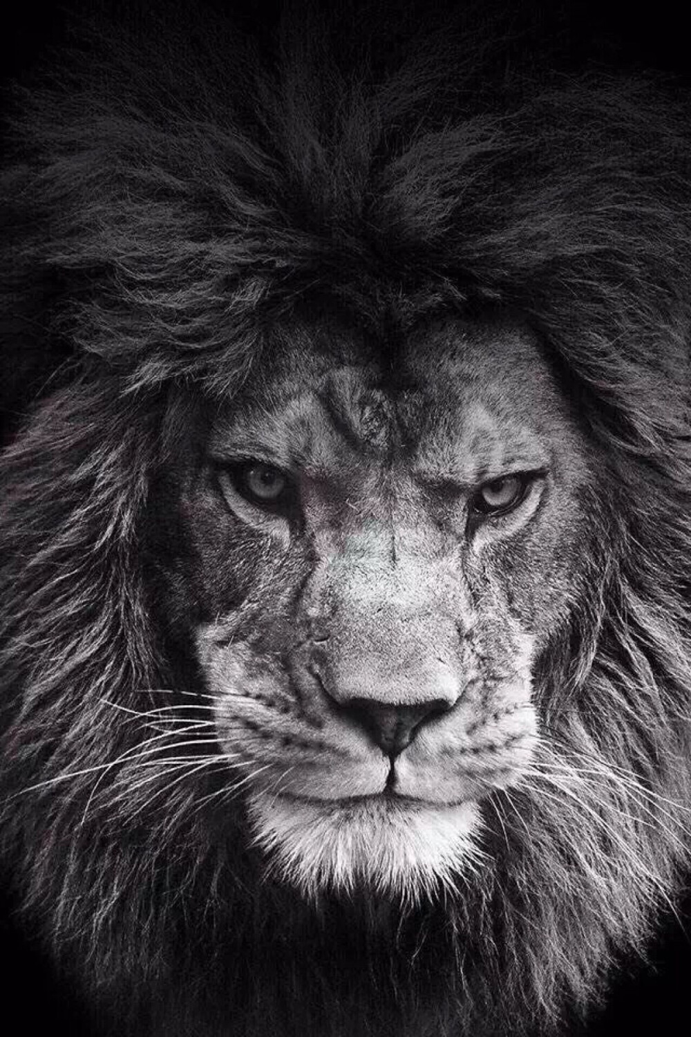 狮子.