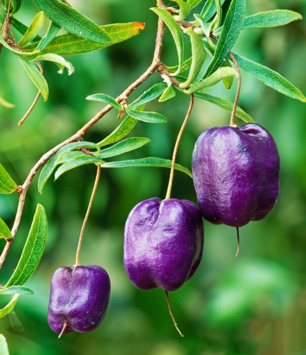 别名"purple apple-berry(紫苹果莓)",为常绿攀援植物,深紫光亮的浆果