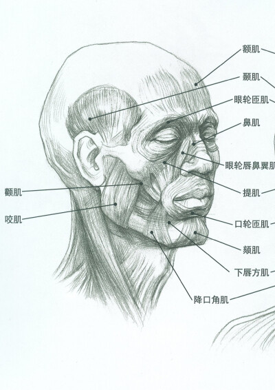 头部 肌肉结构