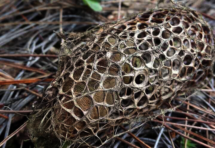 dictyoploca japonica 银杏大蚕蛾.茧.