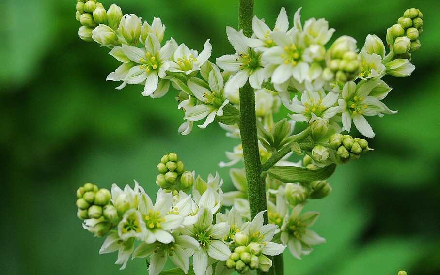 veratrum oxysepalum 尖被藜芦,藜芦属.