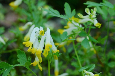 corydalis speciosa 珠果黄堇,紫堇科紫堇属.