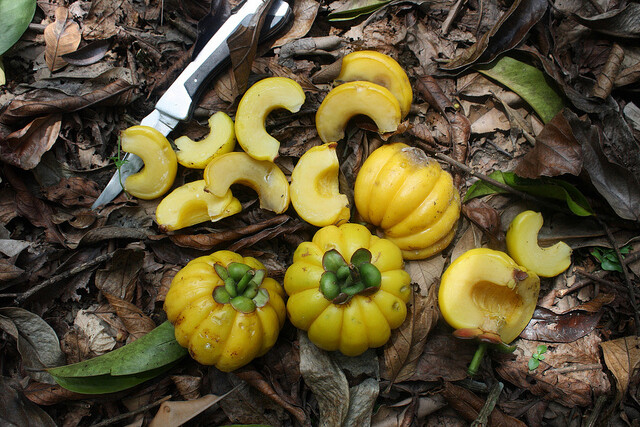 garcinia atroviridis 南瓜山竹(藤黄果),藤黄科藤黄属.