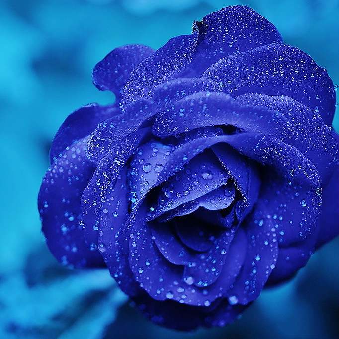 &quot;蓝色妖姬"最早来自荷兰是一种加工花卉,由月季和蔷薇多种