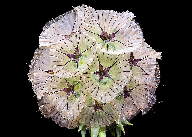 scabiosa stellata 星芒松虫草(星花轮峰菊 堆糖,美图壁纸兴趣社