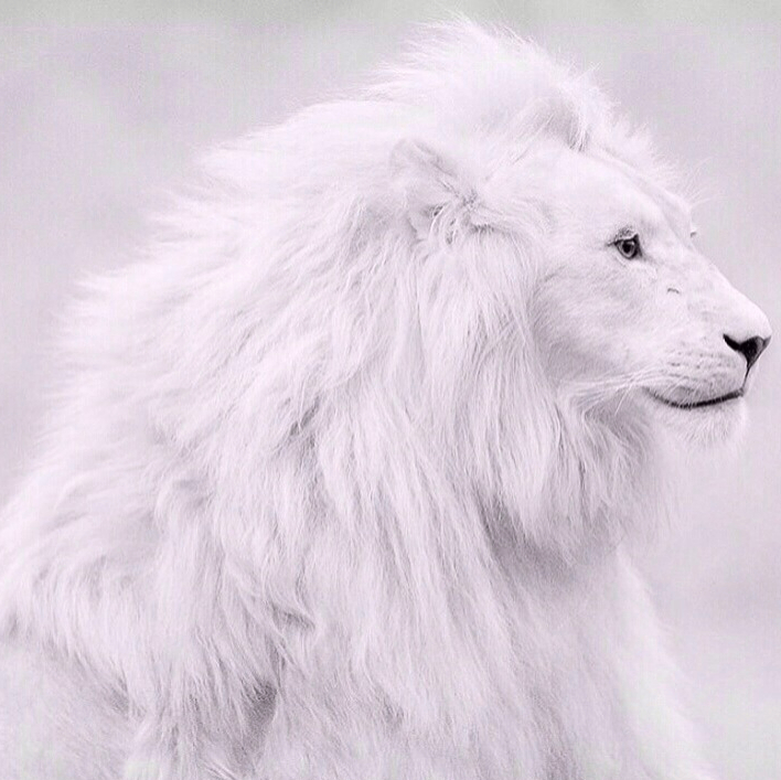 白狮子 