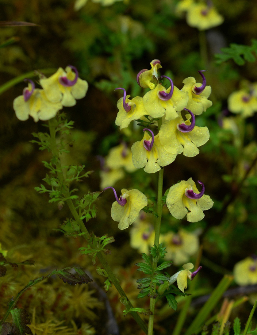 pedicularis torta 扭旋马先蒿,玄参科马先蒿属.