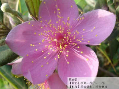 桃金娘(拉丁学名:rhodomyrtus tomentosa),别名:哆尼,岗菍,山菍,多莲