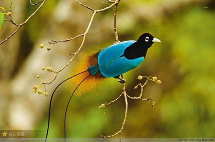 天堂鸟(birds of paradise),被称为极乐鸟科(paradisaeidae) 的天堂