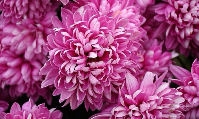 12月13日生日花:紫红色菊花 花语:爱情 花占卜:您有朴实内向的性情