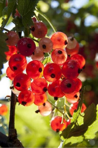 醋栗为虎耳草科植物山麻子的果实,浆果球形,径7～9毫米,红色,果期7～8