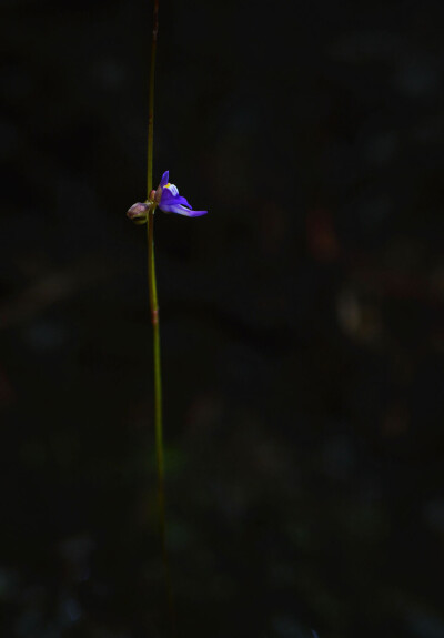 utricularia caerulea 短梗挖耳草,狸藻科狸藻属.